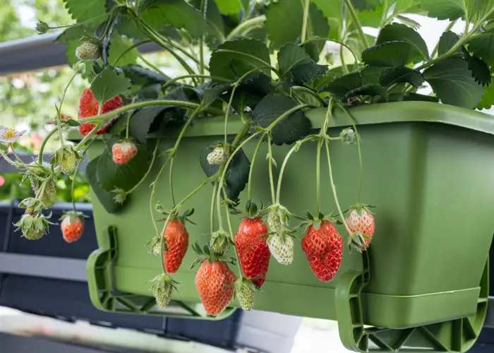 Les fraises se cultivent très bien en suspension