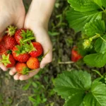 Culture des fraises sous serre de jardin