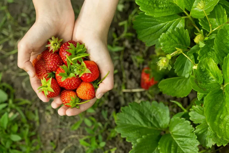 Culture des fraises sous serre