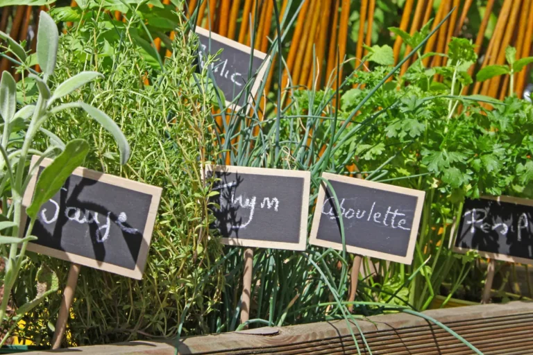 culture d'herbes aromatiques sous serre de jardin