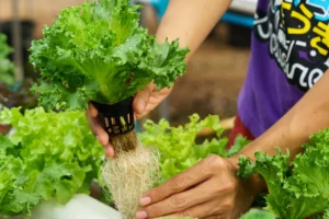 Utilisation des billes d'argile dans la culture hydroponique du