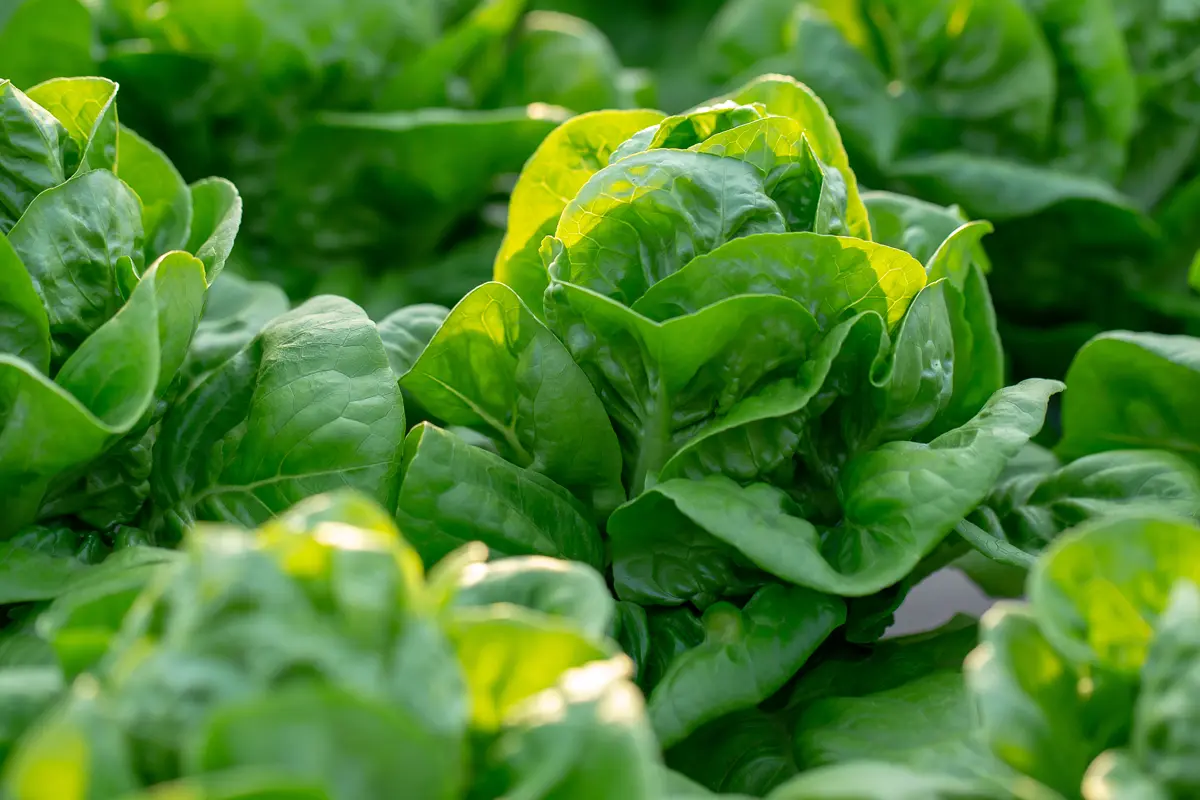 culture de salade (laitue) sous serre