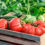 Quels légumes cultiver sous serre ?