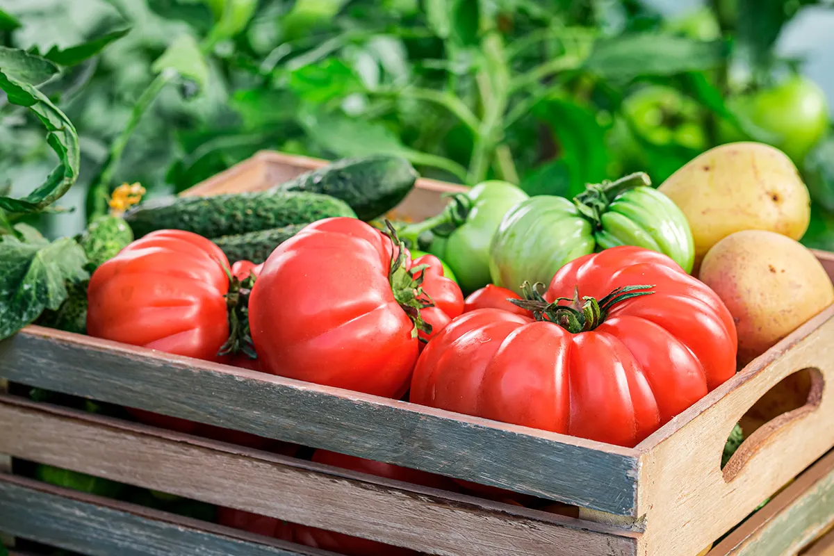 Légumes frais. image stock. Image du moisson, oignon - 13072891