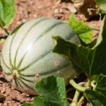 Culture du melon sous serre de jardin