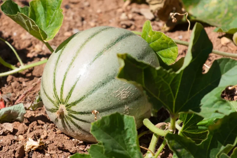 culture du melon sous serre de jardin