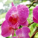 cultiver les orchidées sous serre de jardin