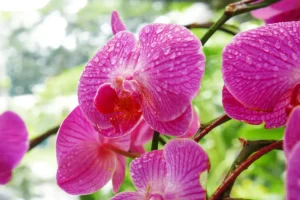 La culture des orchidées sous serre