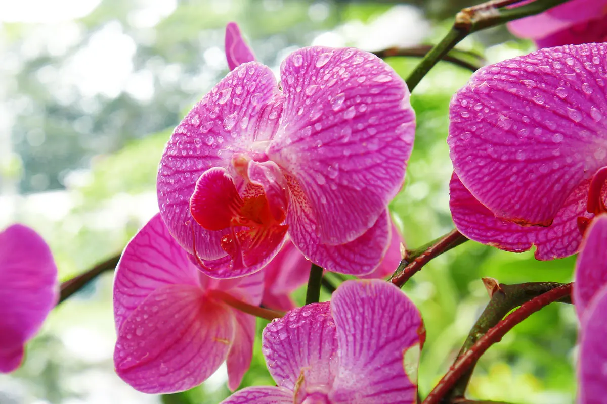 2 Pièces Orchidée Artificielle Ensemble De 2 Pièces De - Temu France