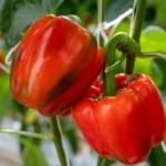 Cultiver les piments et poivrons sous serre