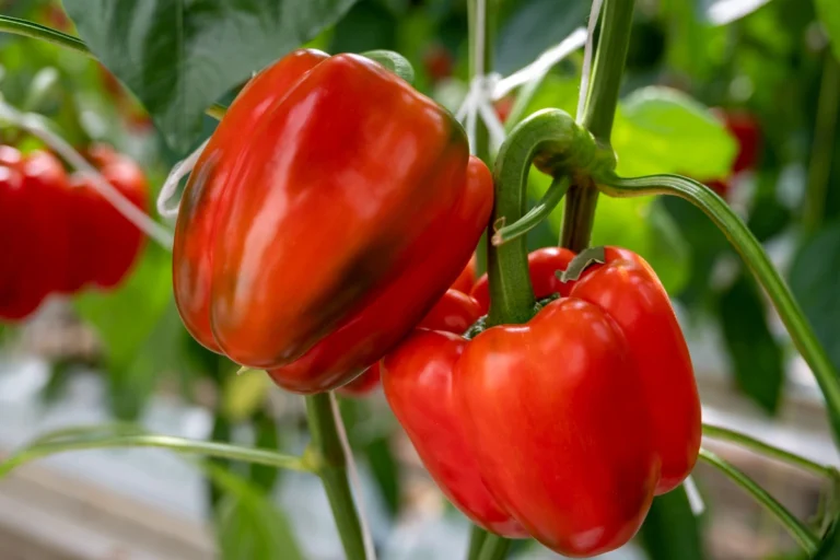 Culture du piment et du poivron (Capsicum) 🌶️ : variétés, semis et plantation- France Serres