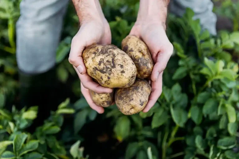 conseils culture de pomme de terre