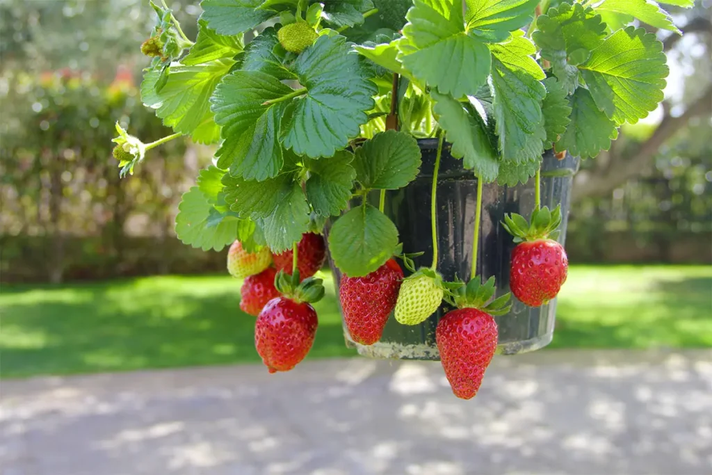 Culture de fraises hors-sol : La gouttière DIY [TUTO + Photos]