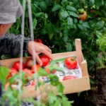 La culture de tomates de A à Z (dossier complet)