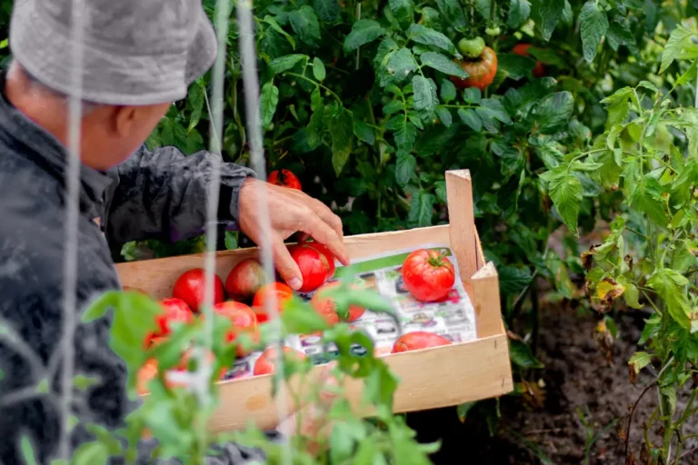 cultiver la tomate sous serre de jardin