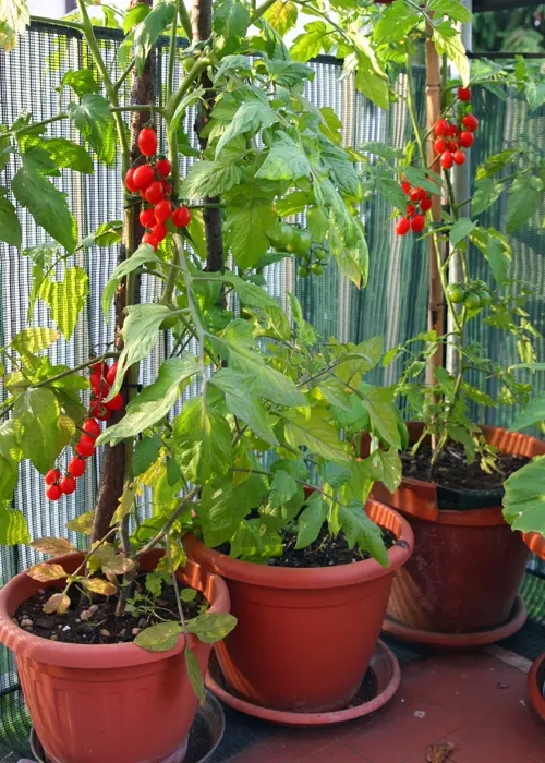 Les tomates cerises se cultivent très bien en pot à l'aide de simples tuteurs