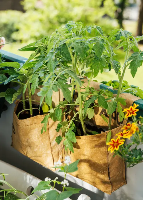Les tomates peuvent pousser dans des sacs de culture accrochés au balcon