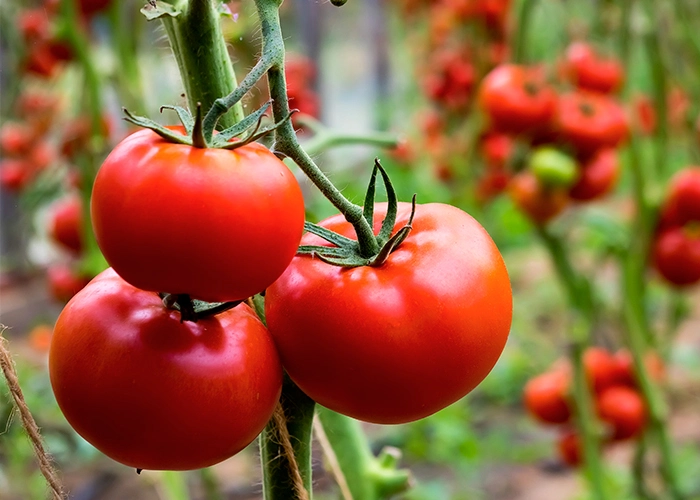 culture des tomates sous serre