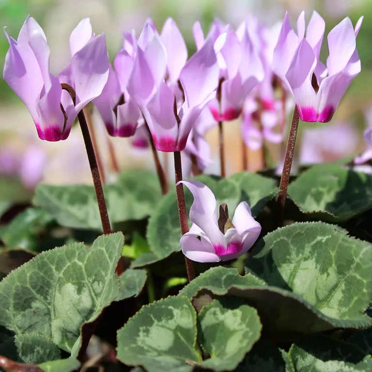 Fleurs de cyclamen au mois de septembre