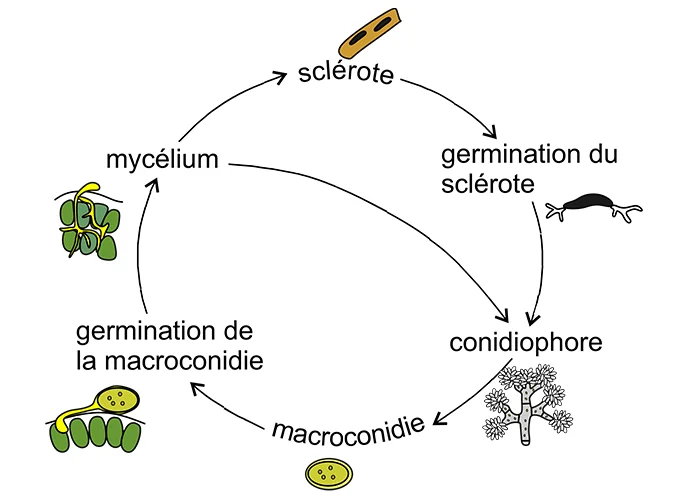 Cycle de développement de Botrytis cinerea