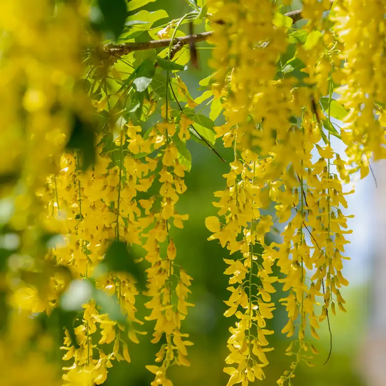 Cytise (laburnum) en mai