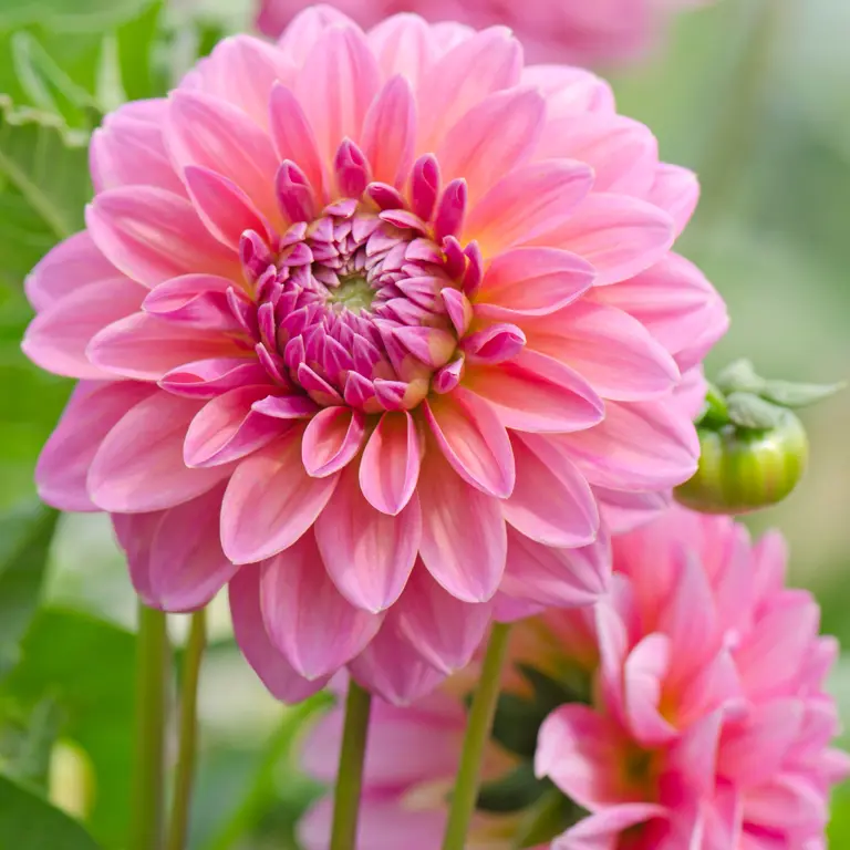 Fleur de dahlia dans un jardin en juillet