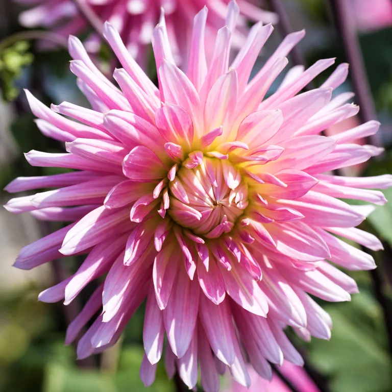 Fleur de dahlia en septembre