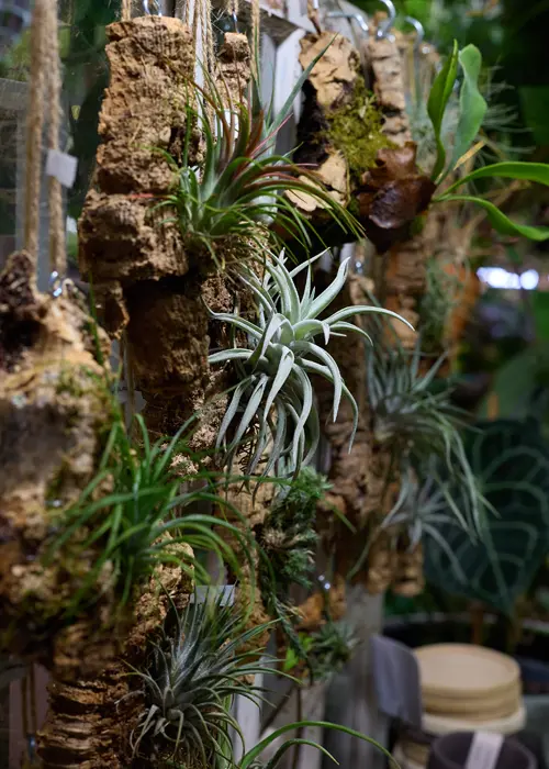 Plantes sur un mur de serre de jardin Plantes sur un mur de serre de jardin