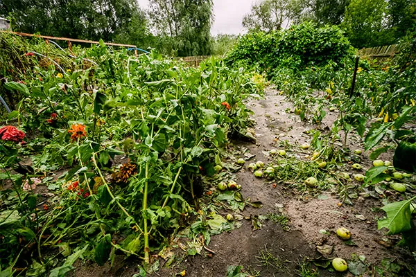 dégâts de la grêle dans potager