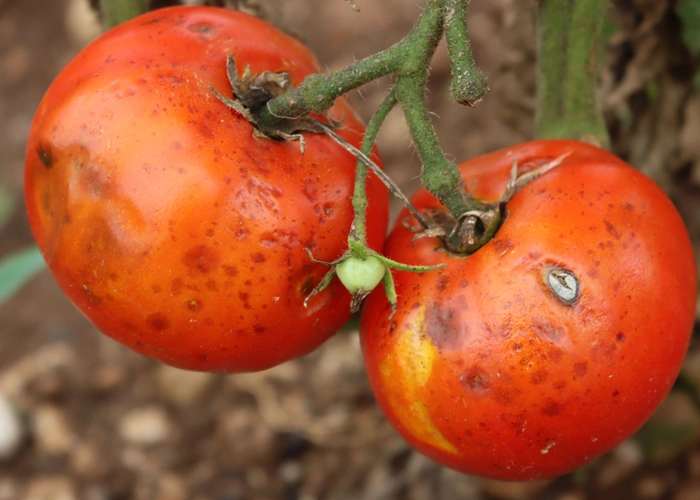 Dégâts de punaises sur des tomates Dégâts de punaises sur des tomates