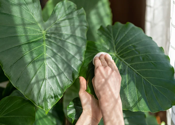 dépoussiérage feuilles plante tropicale