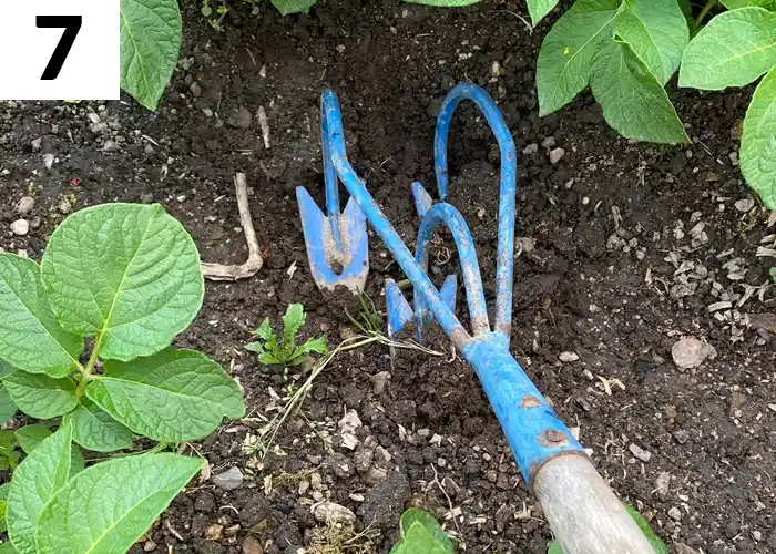 Tâche n°7 en mai au jardin : désherber vigoureusement