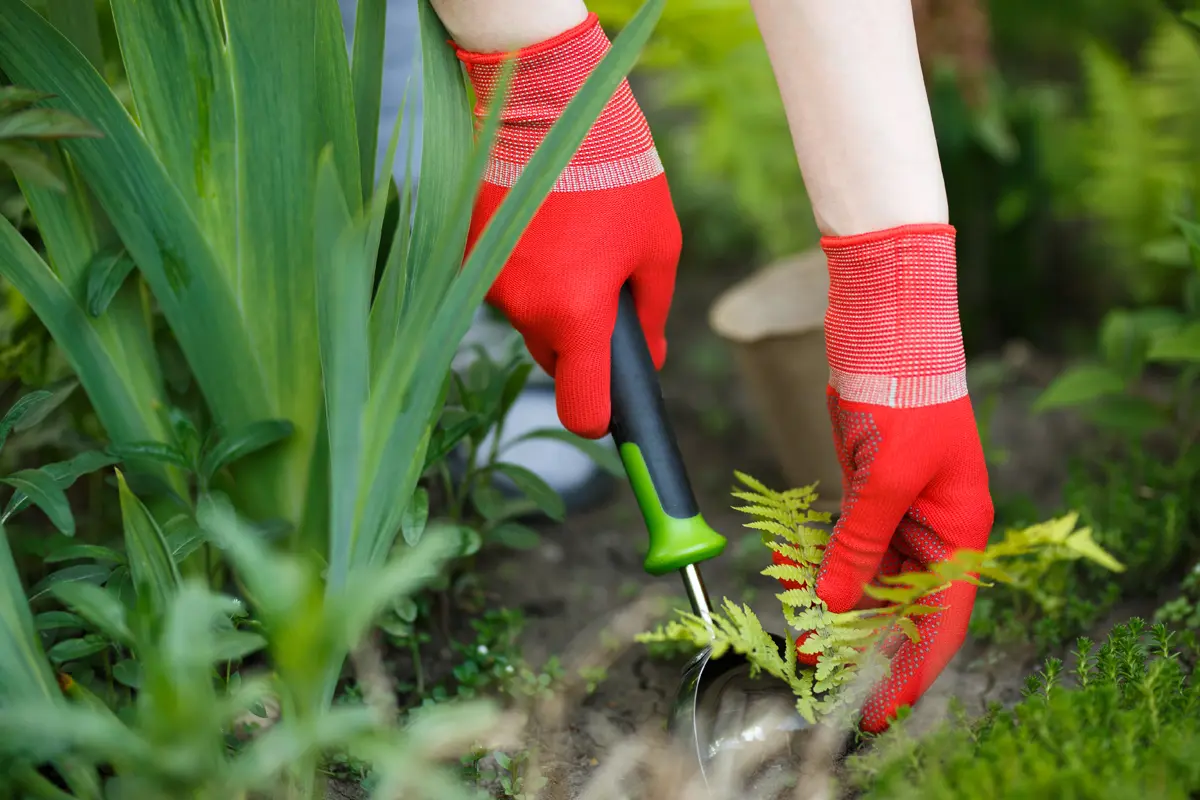 désherber naturellement le jardin et le potager