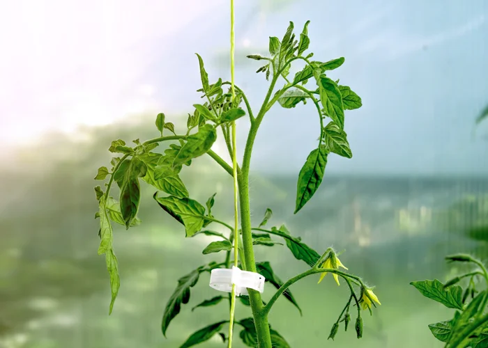 détail ficelle tomate sous serre