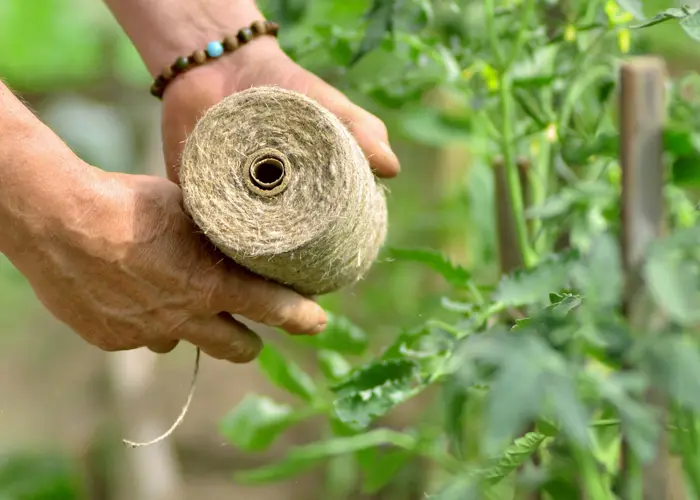 détail d'un fil d'attache de tuteur de tomate