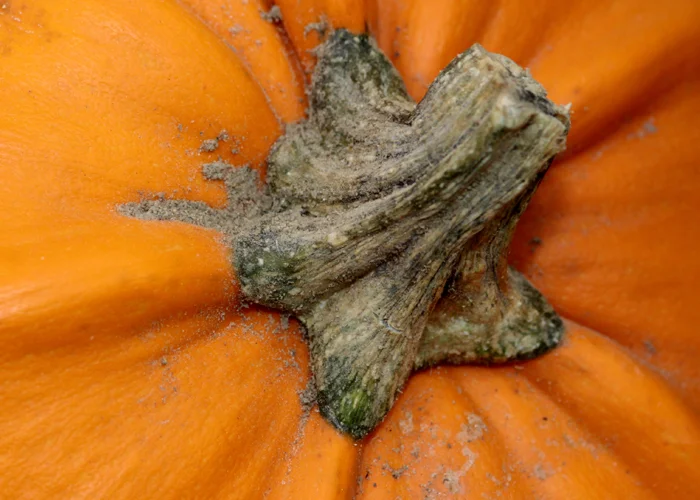 pédoncule de citrouille