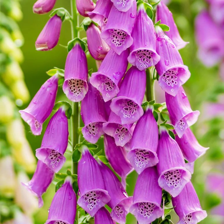Fleurs de digitales pourpres