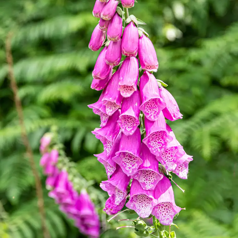 Fleurs de digitale en mai