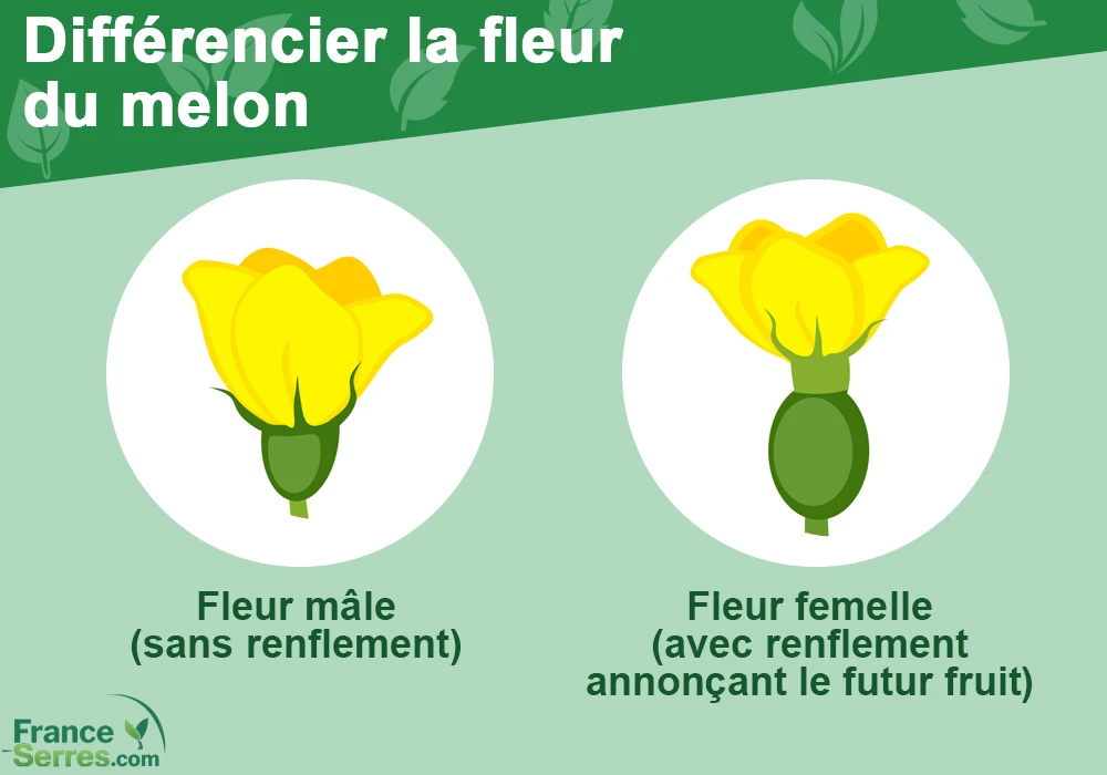 distinguer le sexe d'une fleur de melon