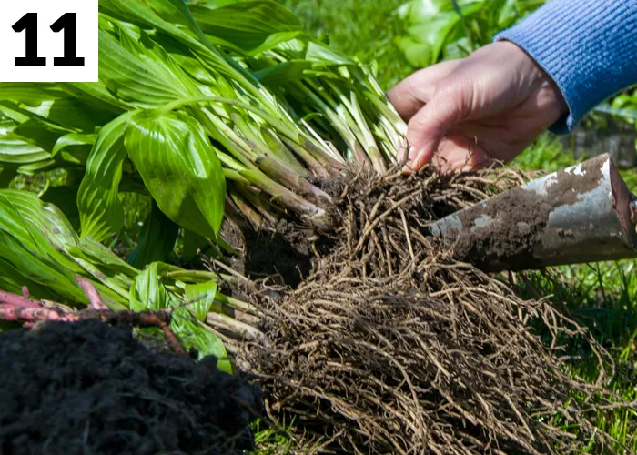 Tâche n°11 en septembre au jardin : Diviser les grosses touffes de vivaces devenues trop grandes