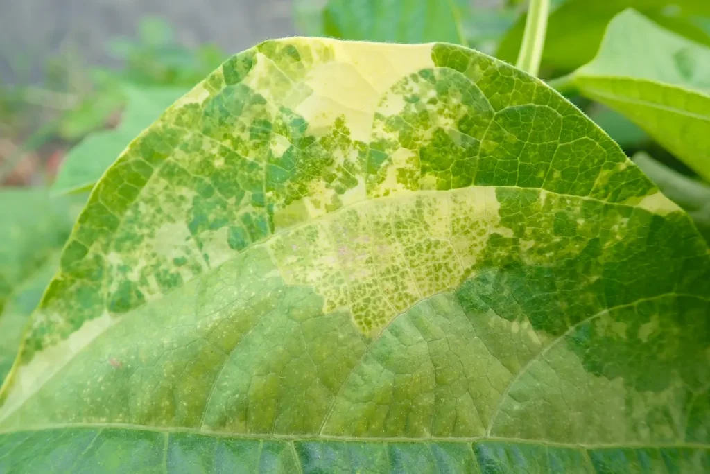 Dégâts causés par des araignées rouges sur un plante du potager