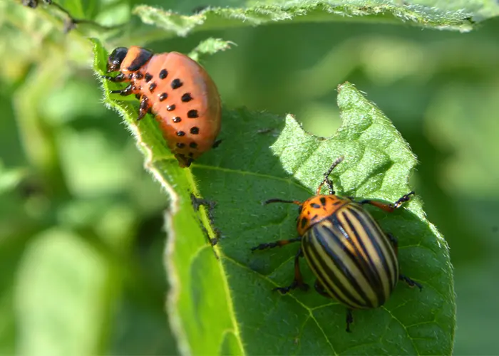 doryphores (larve et adulte) sur un plant de pomme de terre