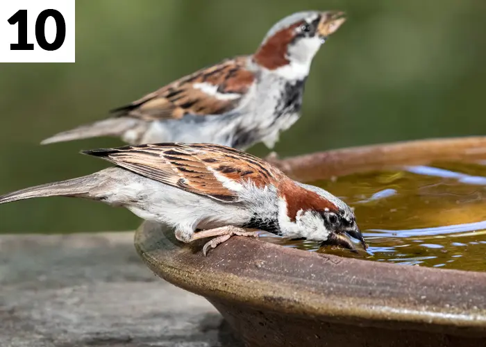 Tâche n°10 en juillet au jardin : Donner de l'eau aux oiseaux du jardin