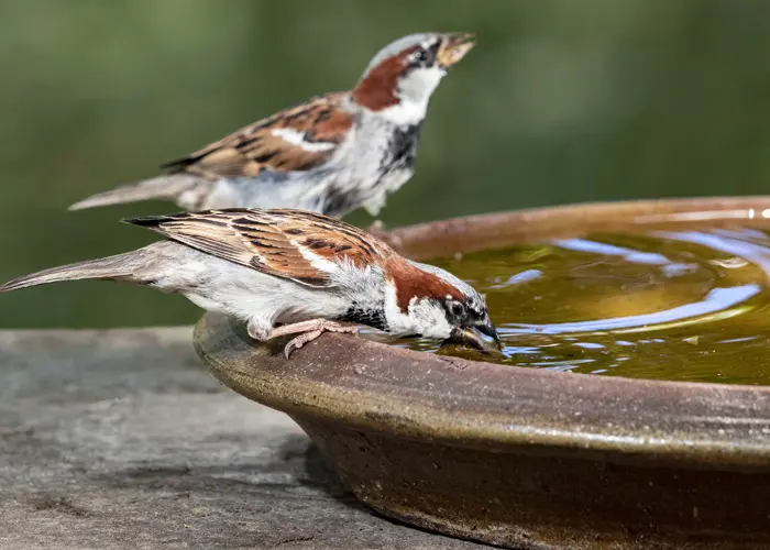 Moineaux en train de s'abreuver dans un jardin en été