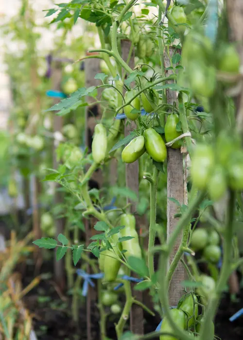 Effeuillage d'un plant de tomates en été