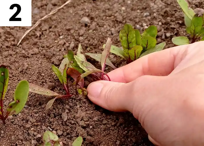 Tâche n°2 en mai au jardin : éclaircir les semis