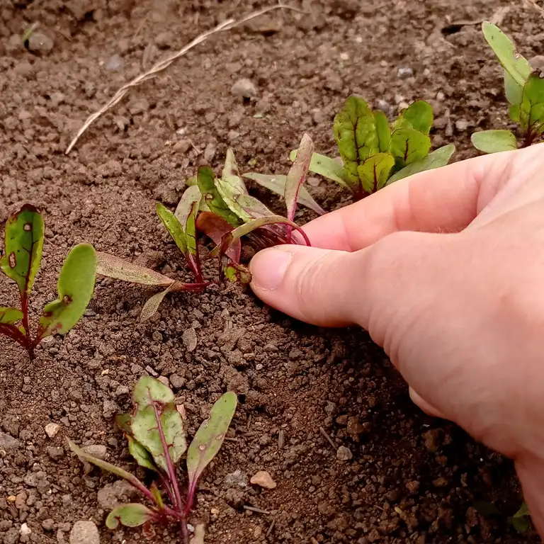 Éclaircissement d'un plant de légumes Éclaircissement d'un plant de légumes