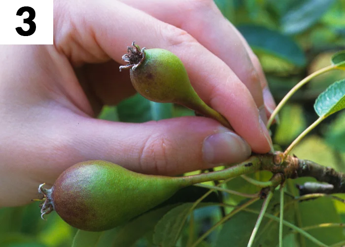 Tâche n°3 en juin au jardin : Éclaircir les arbres fruitiers