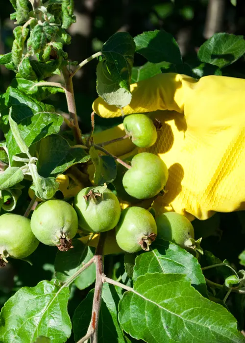 Éclaircissage d'une grappe de pommes en surnombre au mois de juillet Éclaircissage d'une grappe de pommes en surnombre au mois de juillet