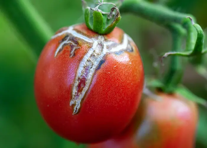 éclatement des tomates